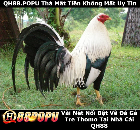 tim-hieu-doi-net-ve-da-ga-tre-thomo-tai-qh88
